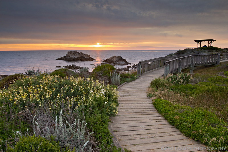 The wooden boardwalk through the Asilomar dunes at sunset, with yellow lupine on one side and rocks in the Pacific beyond.